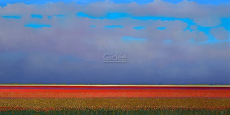 Hoofdafbeelding Red tulip fields
