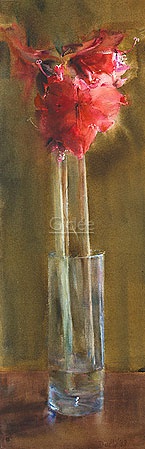 Hoofdafbeelding Amaryllis 18 x 56cm Aquarel papier 51730
