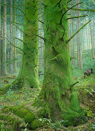Hoofdafbeelding Het Mossenbos 80 x 110cm