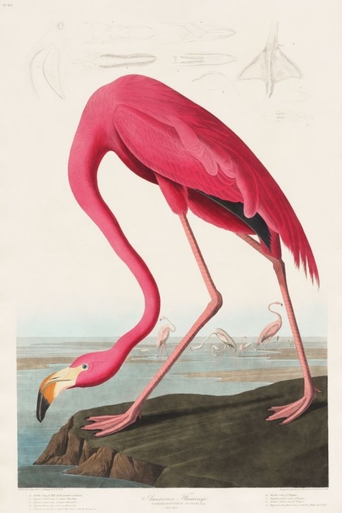 American Flamingo