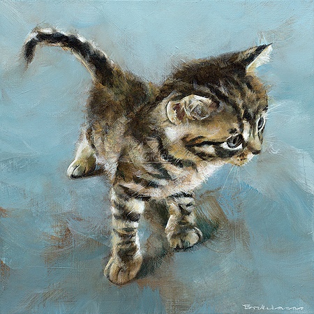 Hoofdafbeelding Kitten