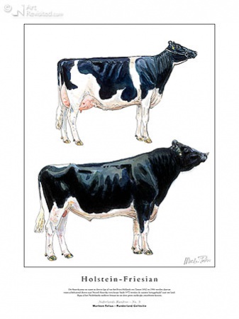 Hoofdafbeelding Holstein-Friesian