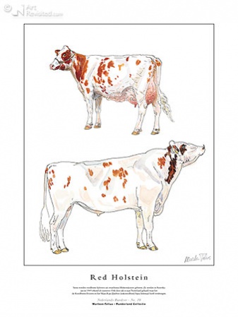 Hoofdafbeelding Red Holstein